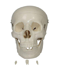 Skull Pharmaceutical and Anatomical Model Gifts